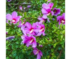 Altheastruik - Hibiscus syriacus 'Tricolor'