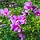 Altheastruik (Hibiscus syriacus 'Tricolor')