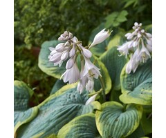 Hartlelie - Hosta sieboldiana 'Frances Williams'