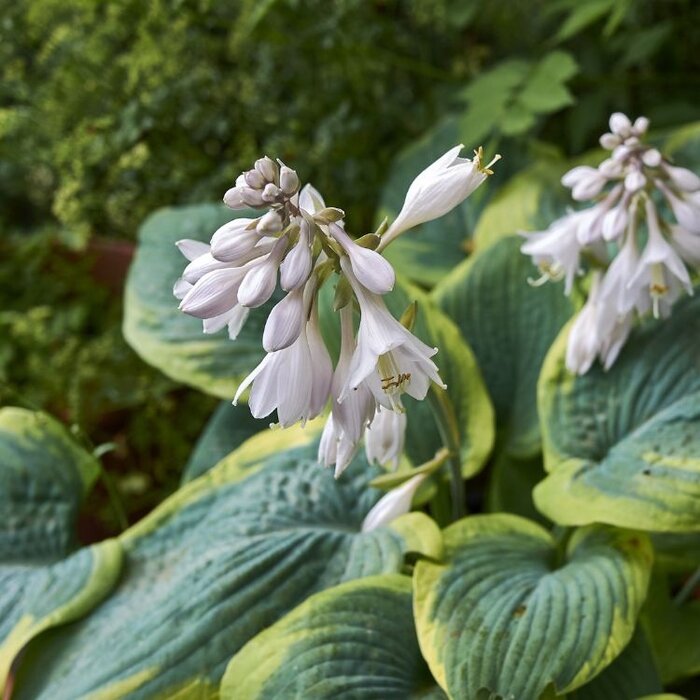 Hartlelie - Hosta sieboldiana 'Frances Williams'