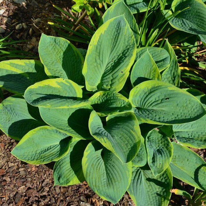 Hartlelie - Hosta sieboldiana 'Frances Williams'