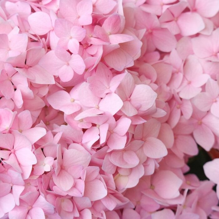 Hortensia - Hydrangea arborescens Candybelle Bubblegum