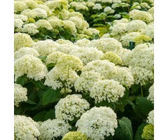 Hydrangea arborescens 'Strong Annabelle' - Hortensia