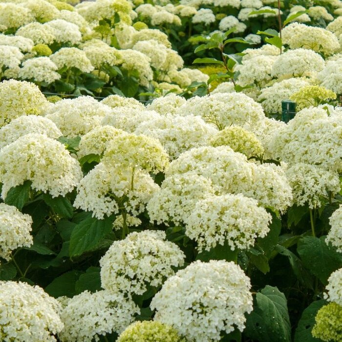 Hortensia - Hydrangea arborescens 'Strong Annabelle'