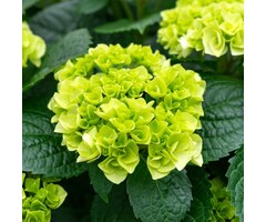 Hydrangea macrophylla 'Rembrandt Bella Pesche' - Hortensia