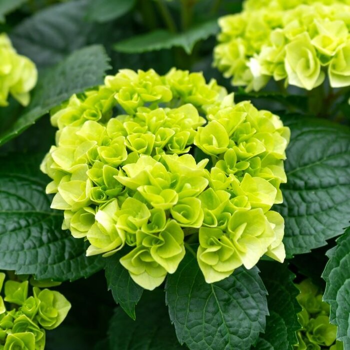 Hydrangea macrophylla 'Rembrandt Bella Pesche' - Hortensia