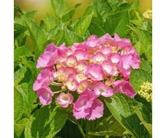 Hydrangea macrophylla 'Rembrandt Dolce Chic' - Hortensia