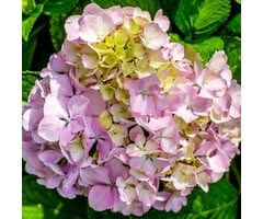 Hydrangea macrophylla 'Rembrandt Elegant Rosa' - Hortensia