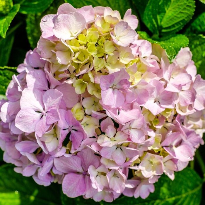 Hydrangea macrophylla 'Rembrandt Elegant Rosa' - Hortensia