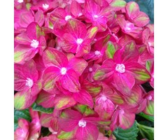Hydrangea macrophylla 'Rembrandt Rosso Glory' - Hortensia