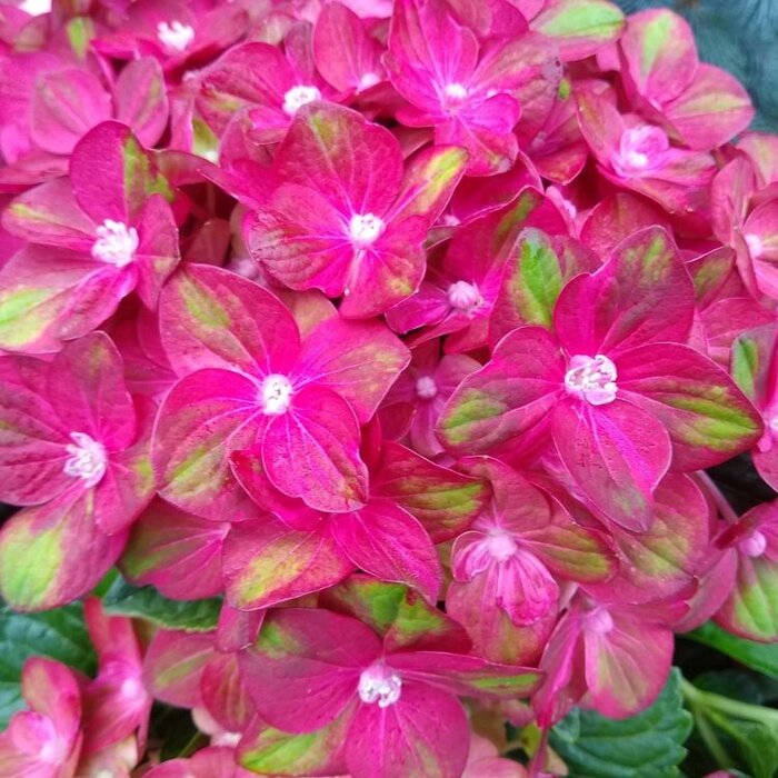 Hydrangea macrophylla 'Rembrandt Rosso Glory' - Hortensia