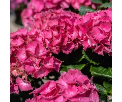 Hydrangea macrophylla 'Rembrandt Vibrant Verde' - Hortensia