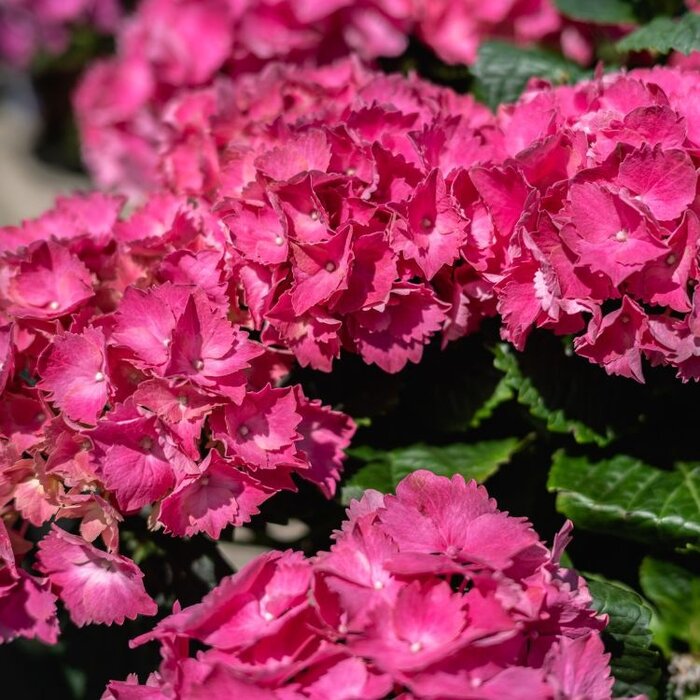 Hydrangea macrophylla 'Rembrandt Vibrant Verde' - Hortensia