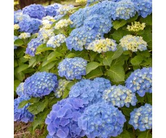 Boerenhortensia - Hydrangea macrophylla 'Magical Revolution'