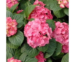 Boerenhortensia - Hydrangea macrophylla 'Merveille Sanguinea'