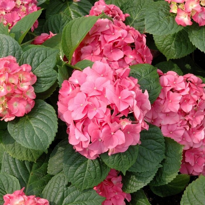Boerenhortensia (Hydrangea macrophylla 'Merveille Sanguinea')