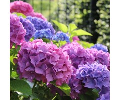 Boerenhortensia - Hydrangea macrophylla 'Tovelit'
