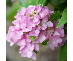 Boerenhortensia - Hydrangea macrophylla 'Yola'