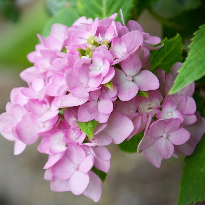 Boerenhortensia (Hydrangea macrophylla 'Yola')