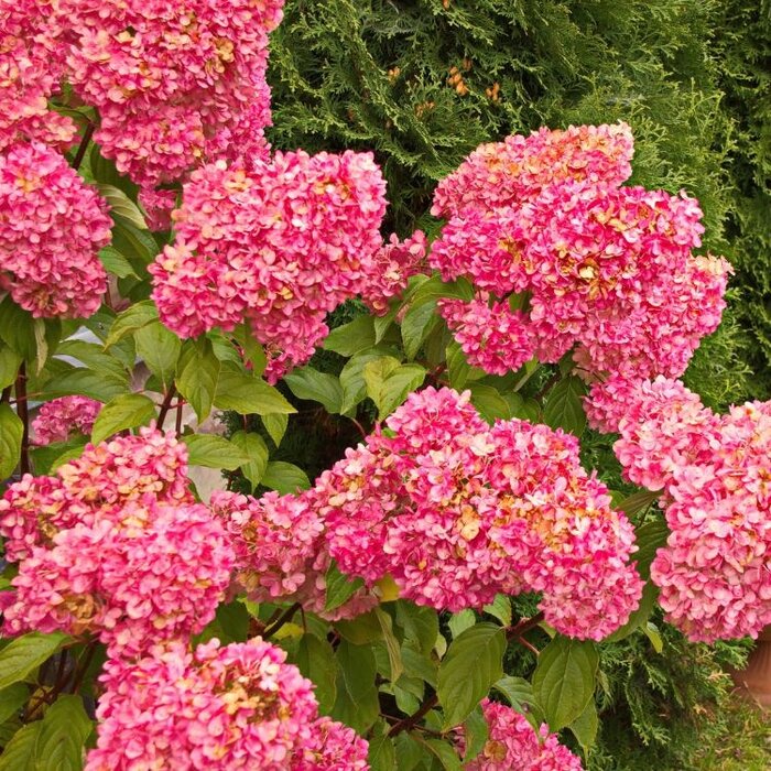 Hydrangea paniculata Bonfire - Pluimhortensia