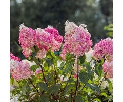 Hydrangea paniculata 'Fraise Melba'  - Pluimhortensia
