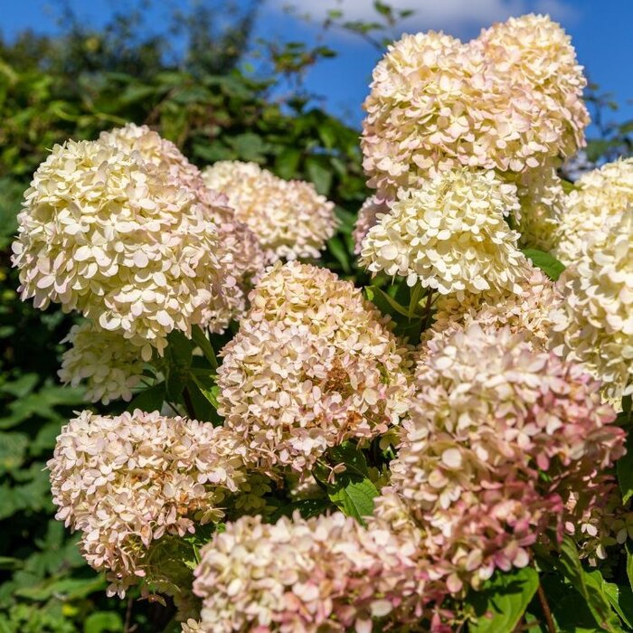 Hydrangea paniculata 'Little Fresco' - Pluimhortensia