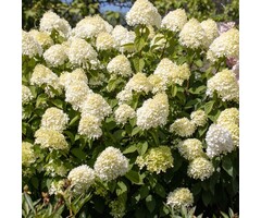 Hydrangea paniculata 'Little Spooky' - Pluimhortensia
