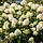 Hydrangea paniculata 'Little Spooky' - Pluimhortensia