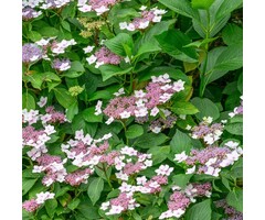 Schermhortensia - Hydrangea serrata 'Intermedia'