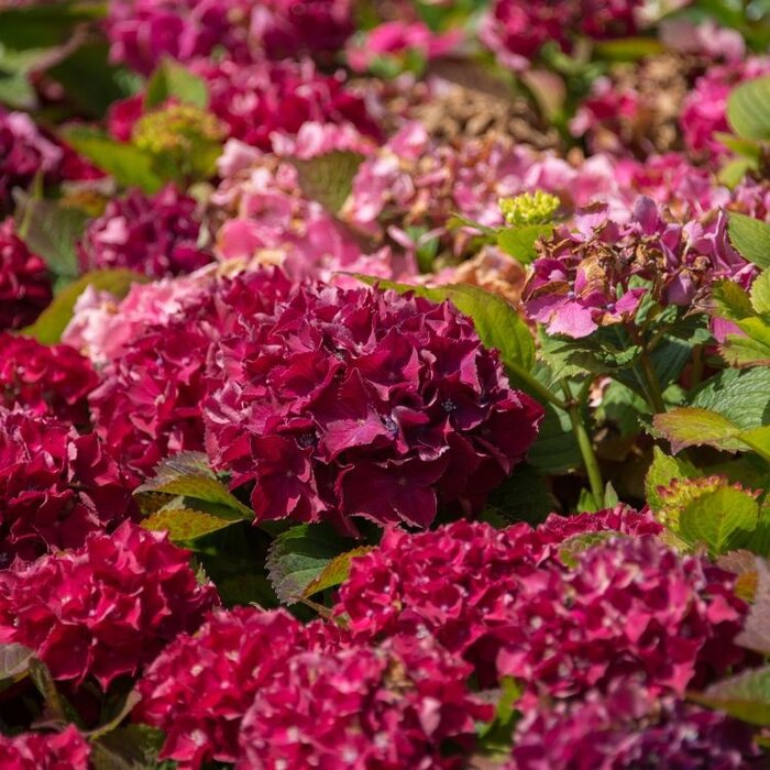Schermhortensia (Hydrangea serrata 'Preziosa')