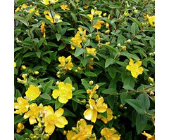 Hertshooi - Hypericum 'Miracle Blizz'
