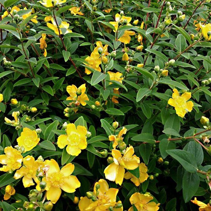Hertshooi (Hypericum 'Miracle Blizz')
