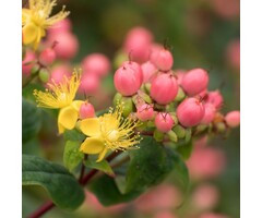 Hertshooi - Hypericum 'Miracle Blossom'
