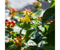 Hertshooi - Hypericum 'Miracle Night'