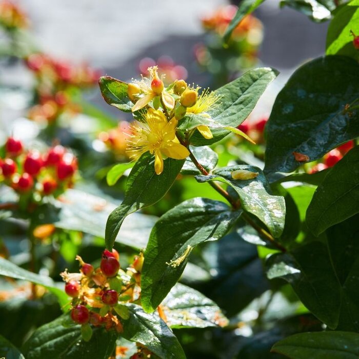 Hertshooi (Hypericum 'Miracle Night')