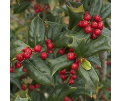 Hulst - Ilex aquipernyi Dragon Lady