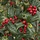 Hulst  - Ilex aquifolium