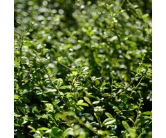 Hulsthaag - Ilex crenata 'Caroline Upright'