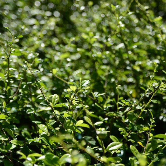 Hulsthaag - Ilex crenata 'Caroline Upright'