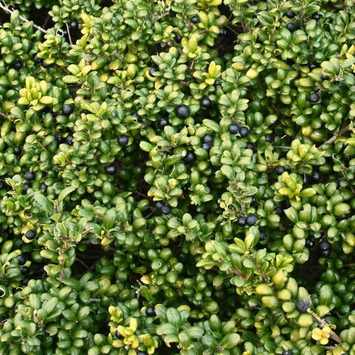 Hulsthaag - Ilex crenata 'Convexa'