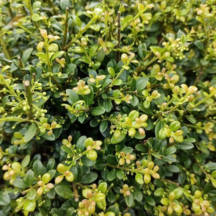 Japanse hulst (Ilex crenata 'Fastigiata')
