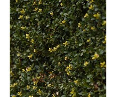 Ilex crenata 'Strong Caroline' - Hulst (tray 24 stuks)
