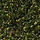 Hulst - Ilex crenata 'Strong Caroline'  (tray 24 stuks)
