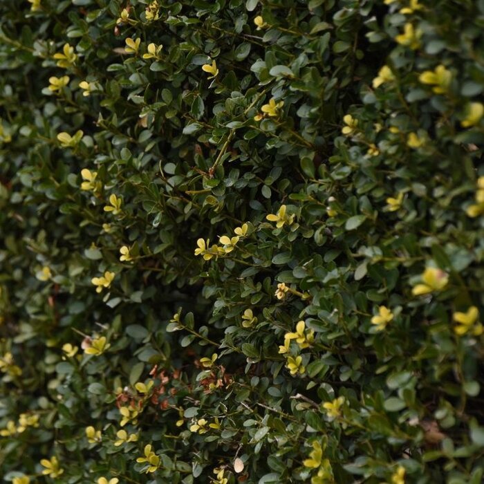 Hulst - Ilex crenata 'Strong Caroline' (tray 24 stuks)