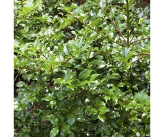 Blauwe hulst - Ilex meserveae Golden Girl