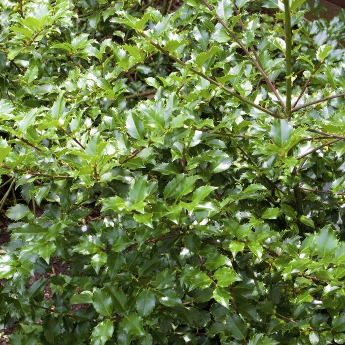 Blauwe hulst (Ilex meserveae Golden Girl      )