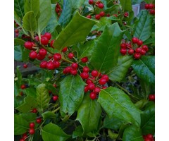 Amerikaanse Hulst - Ilex 'Nellie R. Stevens'