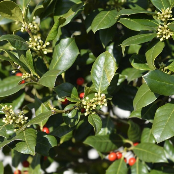 Lei Hulst - Ilex 'Nellie R. Stevens' leiboom