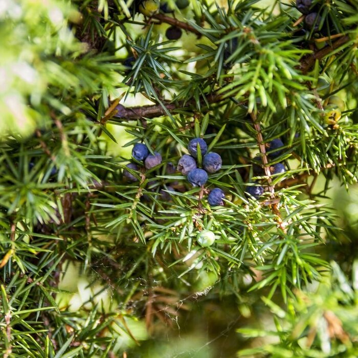 Jeneverbes - Juniperus communis 'Arnold'