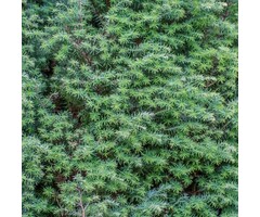 Jeneverbes - Juniperus communis 'Arnold'